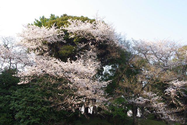 濠側の土手は高木に桜が混ざっています。