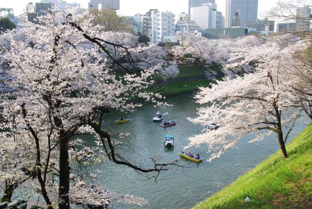 北の丸公園の桜の写真ページ