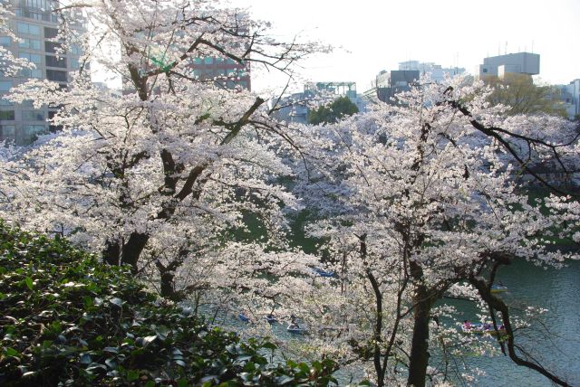 土手の斜面に立つ桜の木々。