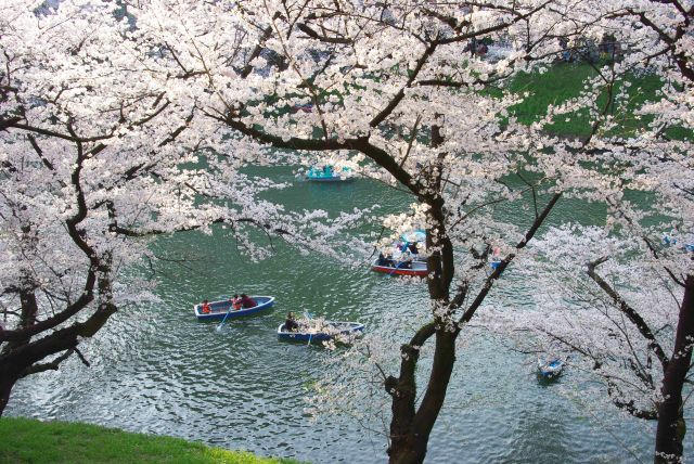 ボートから桜を楽しむ人々。