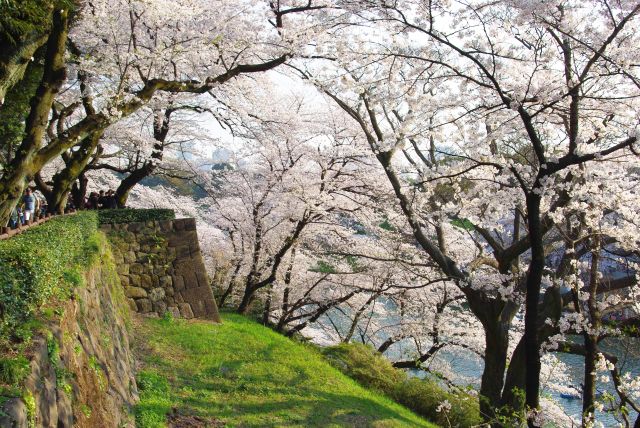 江戸城の石垣と桜のアーチ。