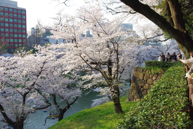 江戸城の石垣と濠へ枝を伸ばす桜。
