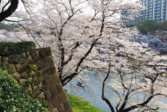 江戸城の石垣と濠へ枝を伸ばす桜。
