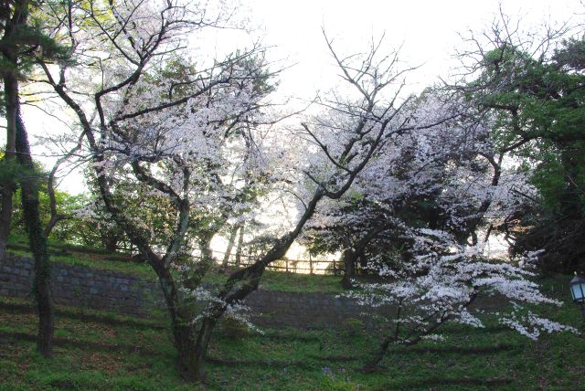 土手の上は大きな桜が覆う。
