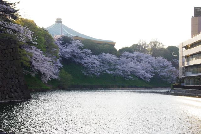 日本武道館と斜面に咲き連ねる桜。