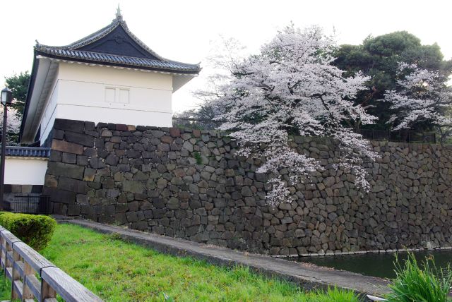 門の横の石垣からも桜があふれる。