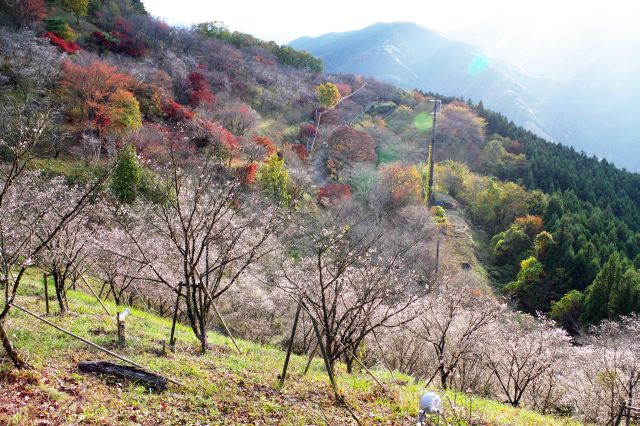 桜山公園の紅葉と冬桜の写真ページへ