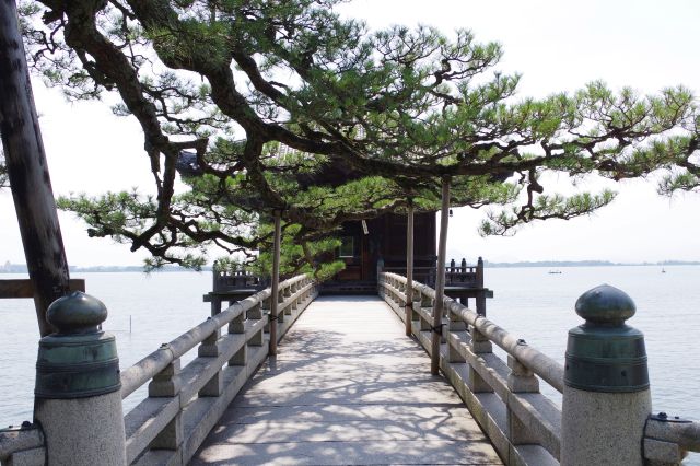 浮御堂への橋。松の枝がかかります。