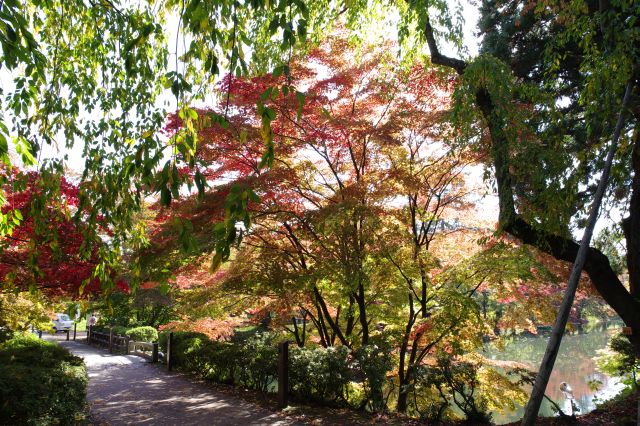 中濠を渡る橋、紅葉もきれい。