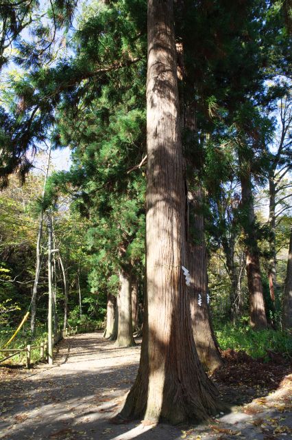 参道は静かで風の葉の音が心地よく、自然の中の香り。杉の巨木が連なる。
