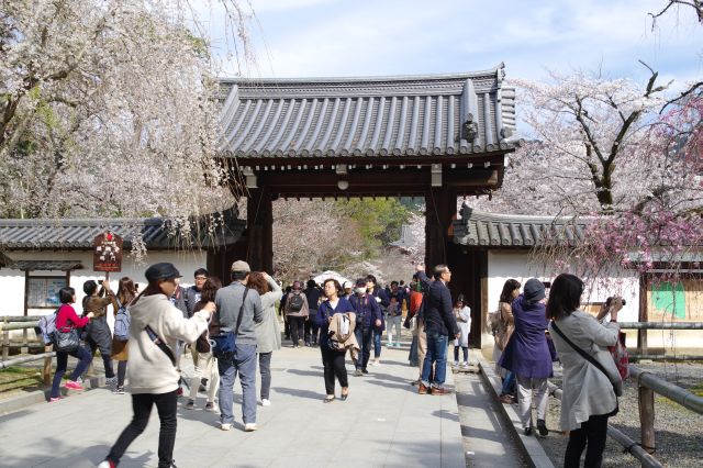 醍醐寺総門へ。市内中心部とは違う静けさだが人が多い。