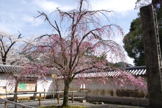 右手の大きな桜の木。