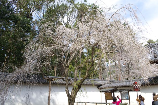 左手にも大きな桜の木。
