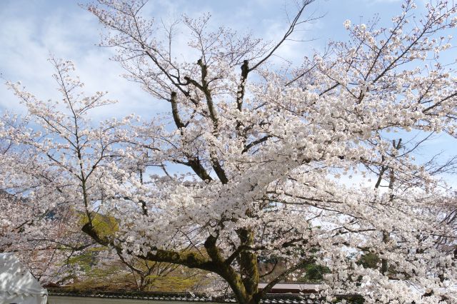 塀から伸びる見事な桜の木。