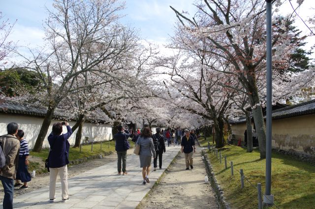 右手の霊宝館方面の通路も桜のアーチがきれい。