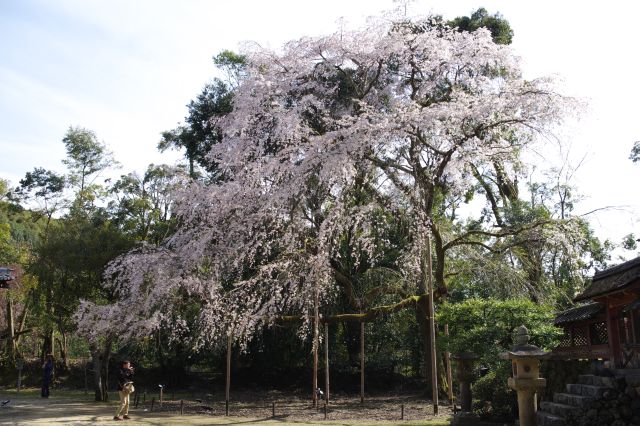 その脇には巨大な桜の木。見たことがない規模の大きさ。