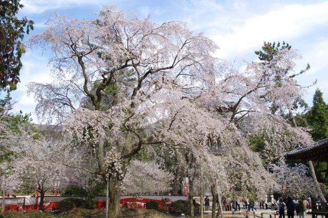 その脇にも巨大な桜の木。こちらも枝ぶりが見事。