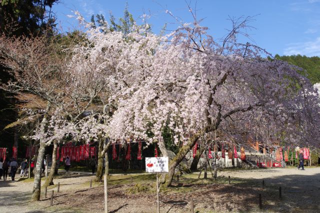 観音堂手前にきれいな桜の木。
