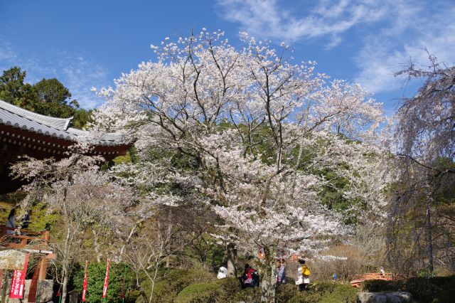 観音堂脇の大きな桜の木。