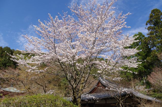 きれいな桜の木。