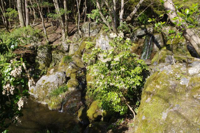 苔の岩場を流れる小滝。