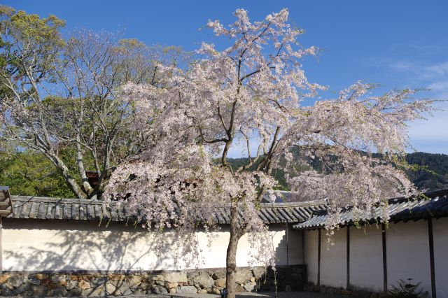 総門を入って左側の三宝院へ。入って右手の桜の木。