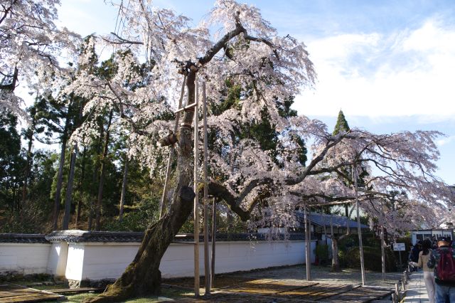 左手の桜の巨木は大きく力強くて枝ぶりも見事。