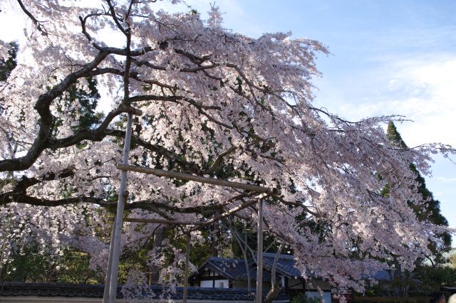 支えられながらも密度の濃い美しい桜を咲かせています。