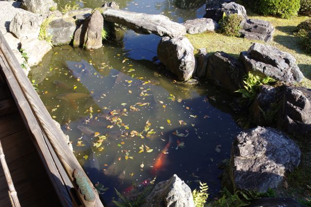 手前の池には鯉がいます。