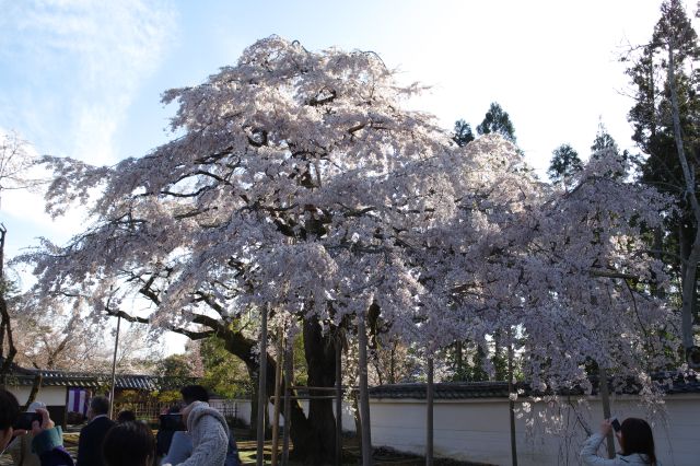 入口へ戻る、角度の違う桜の巨木。