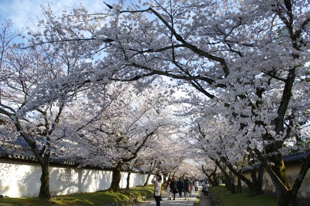 総門を入って右側、霊宝館側の通路は桜のアーチが見事。