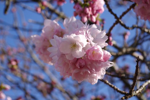 花びらの多い桜の花びら。