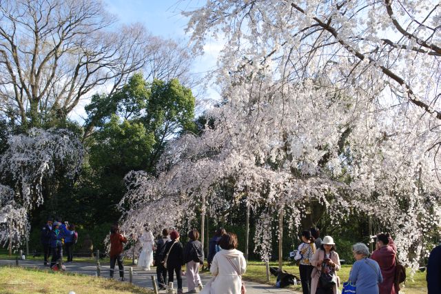 醍醐寺[2]三宝院、霊宝館の桜の写真ページ