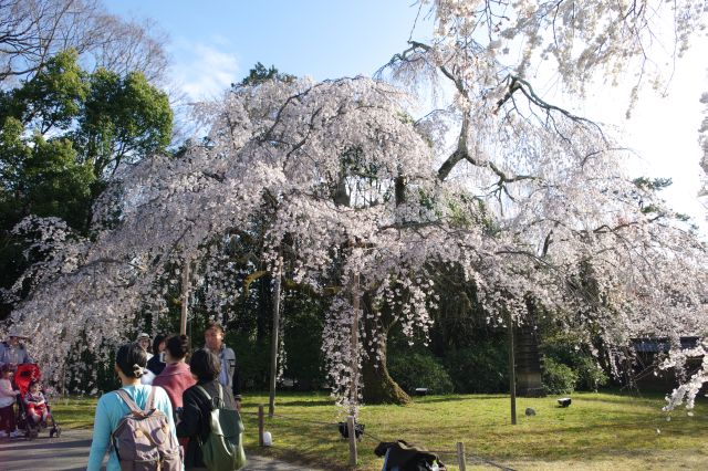 幅広く枝を伸ばす桜の木。