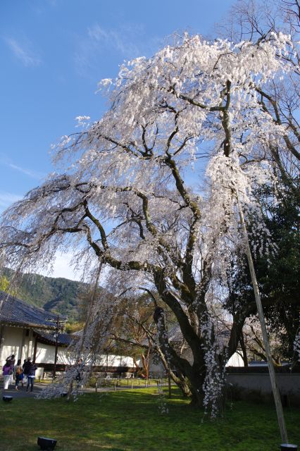 高さのある桜の木。