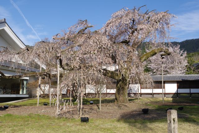 幹が太くずっしり構えた桜の木。
