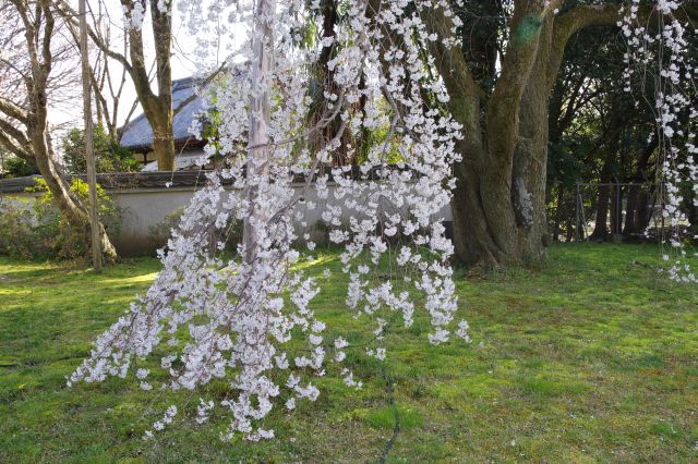 地面に着きそうな桜の枝。