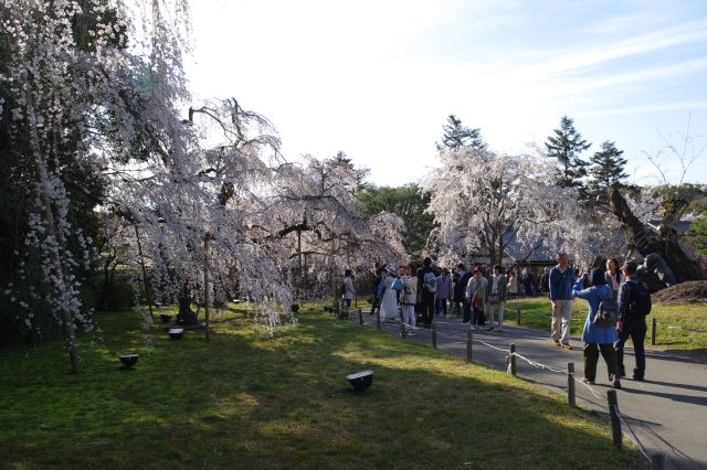 たくさんの人が桜を楽しむ。