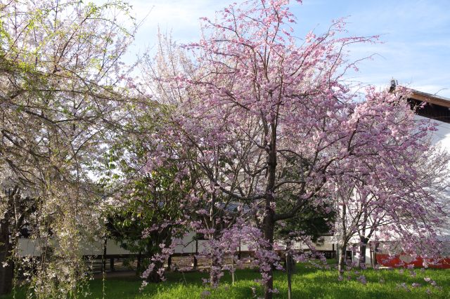 建物裏手、色の濃い桜の木。