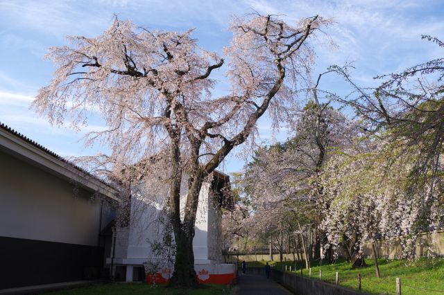 大きな桜の木。