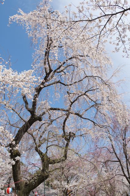 大きく美しい桜の木。