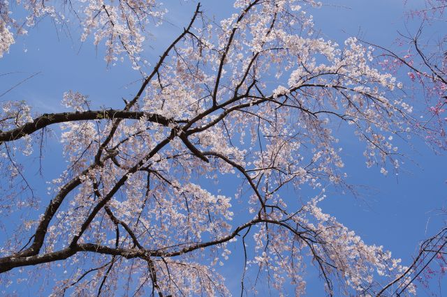 繊細な桜の花びら。