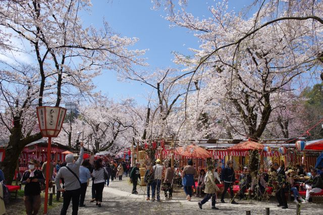 平野神社の桜の写真ページ