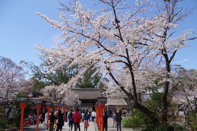 桜であふれる神社です。