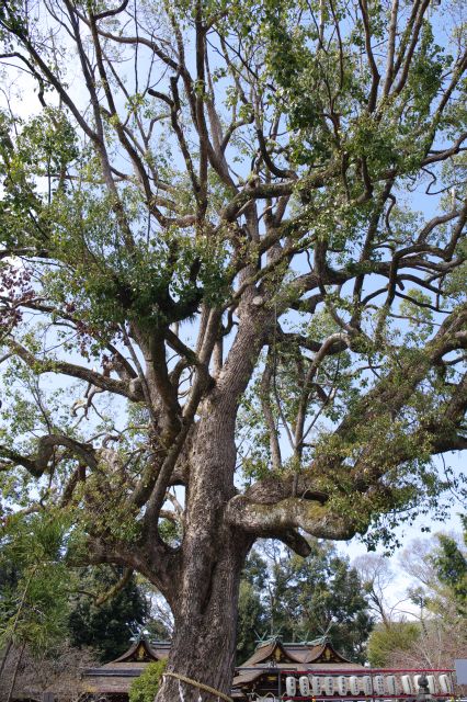 樹齢400～500年と言われる楠のご神木、力強い。