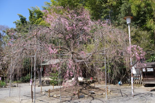 拝殿周辺の桜の木。
