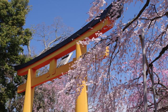 有料エリアの桜苑へ。鳥居と桜のコラボ。