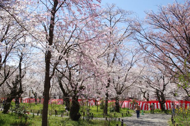 きれいな桜のアーチが広がります。外より人が少なく、鳥の声が聞こえ、穏やかで心地よい。