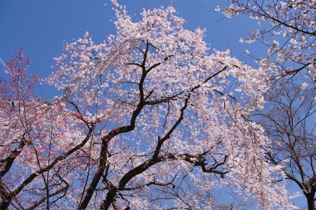見上げても大きな美しい桜。