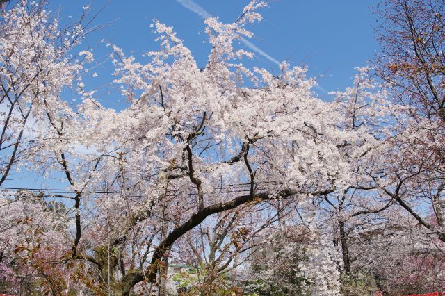 美しい大きな桜の木。